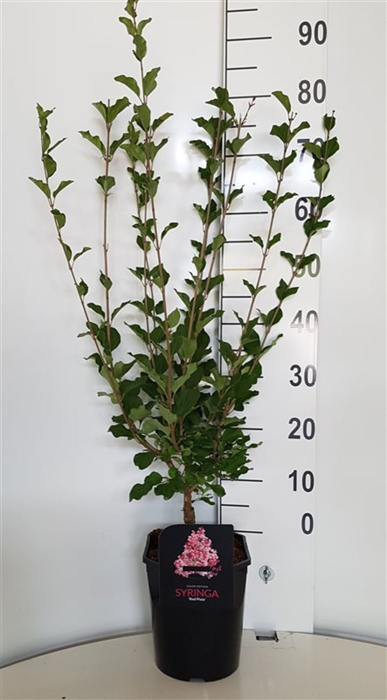 Syringa 'Red Pixie' - C5 50-60 CM